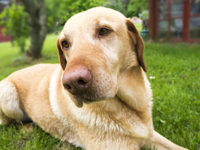 大型犬のご来店も大歓迎です