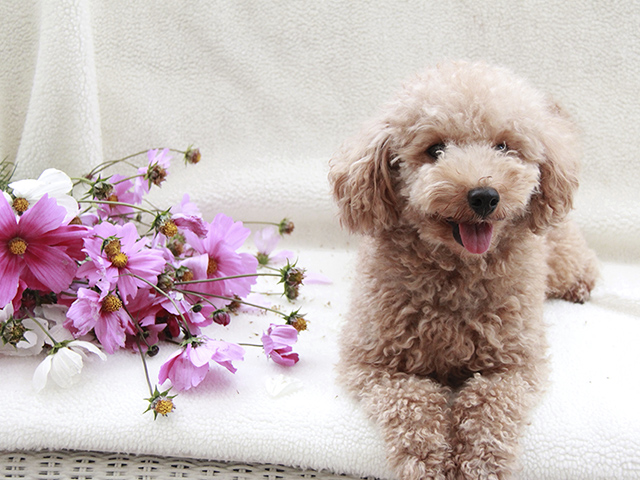 飼い主さまに伝えたいこと